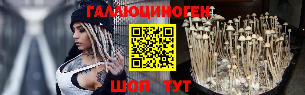 Псилоцибиновые грибы Psilocybe Гусев